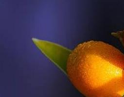 金橘根的功效与作用 野金橘子根的功效与作用
