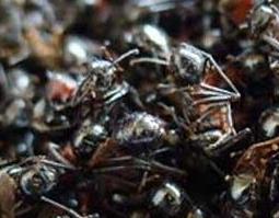 黑蚂蚁的功效与作用 黑蚂蚁的功效与作用黑蚂蚁怎么吃
