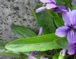 紫花地丁的功效与作用及药用价值 紫花地丁的功效与作用与主治