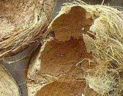 大腹皮的功效与作用及食用方法 大腹皮的功效及用途