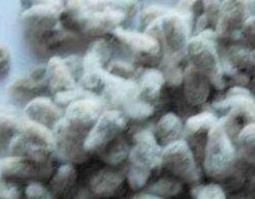 棉籽的功效与作用 棉籽的功效与作用及禁忌