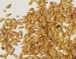 侧柏籽的功效与作用及禁忌 侧柏籽作用及食用方法