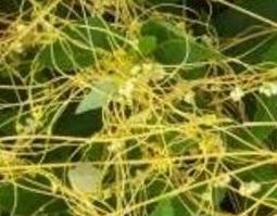 无头藤的功效与作用及药用价值 无头藤的功效和作用