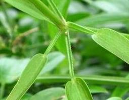 茜草加红花的功效与作用（茜草加红花的功效与作用图片）