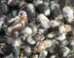 棉花条的功效与作用 棉花条的功效与作用禁忌