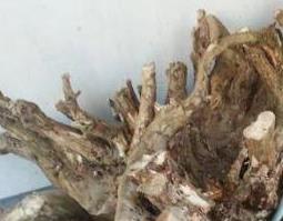 梧桐树根皮的作用与功效及药用价值 梧桐树根皮的作用与功效及药用价值