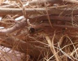 棕树根的功效与作用 棕树根的功效与作用,棕树根的副作用