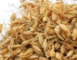 炒谷芽的功效与作用 炒麦芽和炒谷芽的功效与作用