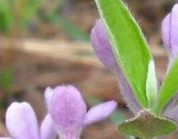 芫花的功效与作用 芫花的功效与作用,芫花的副作用