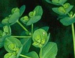 泽漆的功效与作用及常见选方（泽漆的功效与作用主治）