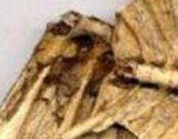 鳖甲粉的功效与作用（鳖甲粉的功效与作用及食用方法）