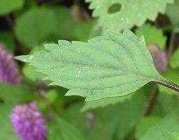 香薷草的药用价值（香芧草有什么作用）