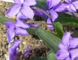 紫花地丁的功效与作用 紫花地丁的功效与作用的功能与主治与用量