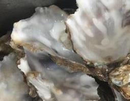 中药牡蛎壳的功效与作用及禁忌 中药牡蛎壳的功效与作用点