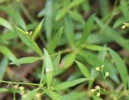 粟米草的功效与作用 粟米草的功效与作用禁忌