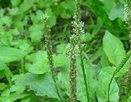 老牛拽草的功效与作用（牛竻草有什么用）