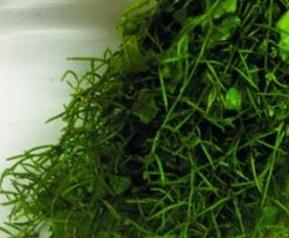 野葛菜的作用与功效（野葛菜的作用与功效禁忌）