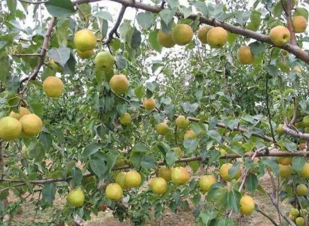 怎么提高梨树的产品，梨树好养吗，怎么养殖
