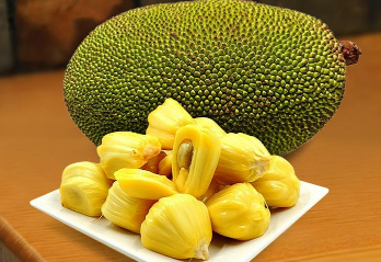 高产菠萝蜜需要掌握的嫁接技术有哪些 菠萝蜜种植方法技巧总结
