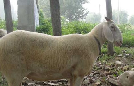 小尾寒羊的繁殖技术 小尾寒羊养殖及配种
