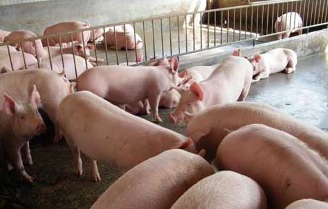 如何提高养猪经济效益 提高养猪经济效益的措施
