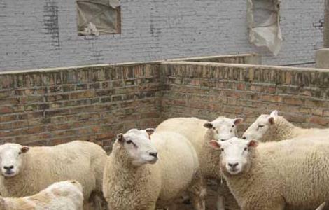 小尾寒羊快速育肥技术 小尾寒羊育肥方法
