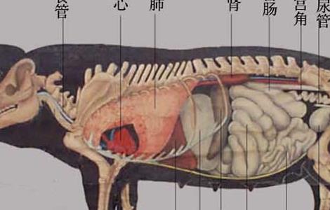 猪的生理解剖图 猪的生理解剖图与人的