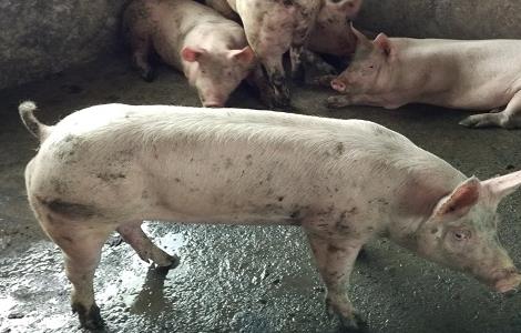 国外养猪的科学增重方法 养猪增重妙法