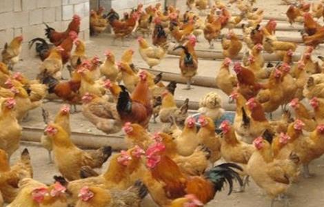 养鸡场如何防治禽流感（养鸡如何预防禽流感）