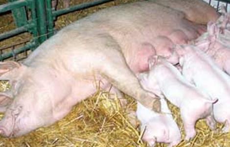 预防母猪压死仔猪的方法 预防母猪压死仔猪的方法有哪些