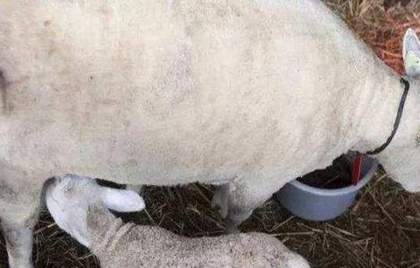 母羊产后管理要点（母羊产后怎样管理）