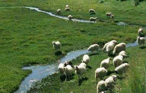 肉羊四季放牧管理 肉羊四季放牧管理措施