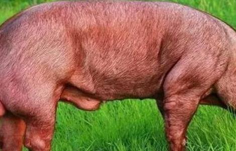 夏季如何保证种猪的配种成功率 怎样配猪种成功率高