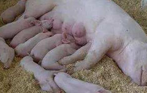 母猪产后不食原因及解决方法 母猪产后不食怎么办?