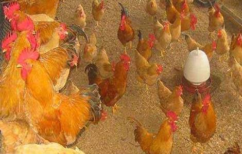 发酵床养鸡有什么好处 发酵床养鸡有什么好处和坏处