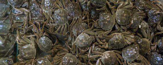 螃蟹苗一亩最多投放多少 螃蟹每亩投苗多少