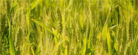 小麦扬花期过后多久是灌浆期 小麦扬花期持续多长时间