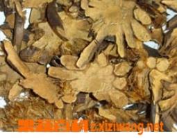 贯众的功效与作用 贯众的功效与作用图片