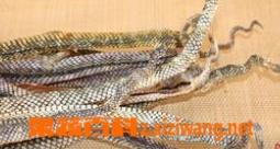 干蛇皮的功效与作用 干蛇皮的功效与作用图片