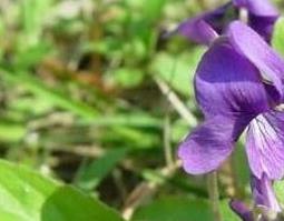 紫花地丁的功效与作用 新鲜紫花地丁的功效与作用