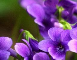 紫花地丁能泡水喝吗 紫花地丁能泡水喝吗有毒吗