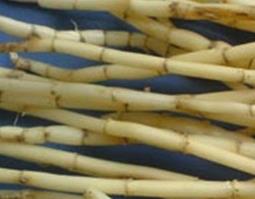 白茅根的功效与作用及食用方法 白茅根的功效与作用及食用方法禁忌