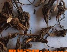 草乌的功效与食用方法