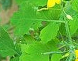 白屈菜图片 白屈菜图片性味归经?