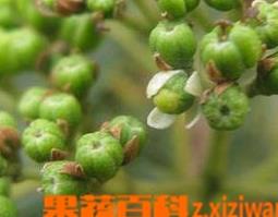 吴茱萸图片（吴茱萸图片大全高清图片）