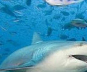 鲨鱼软骨素的功效和作用 鲨鱼软骨素的功效和作用是什么