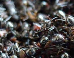 黑蚂蚁的营养价值与功效（黑蚂蚁有什么营养价值）
