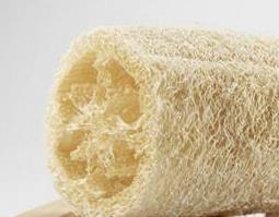 丝瓜络的功效与作用 丝瓜络的功效与作用与主治与用量
