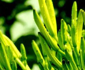 金针菜有什么功效和作用 金针菜的功效和作用是什么营养成分是什么