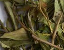 中药满山红的功效与禁忌 中药满山香的功效与作用